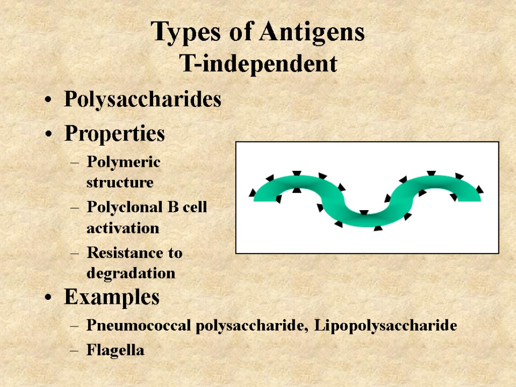 Types of Antigens T-independent Polysaccharides Properties Polymeric structure Polyclonal B cell activation Resistance to
